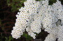 butterfly-bush ,orange eye
